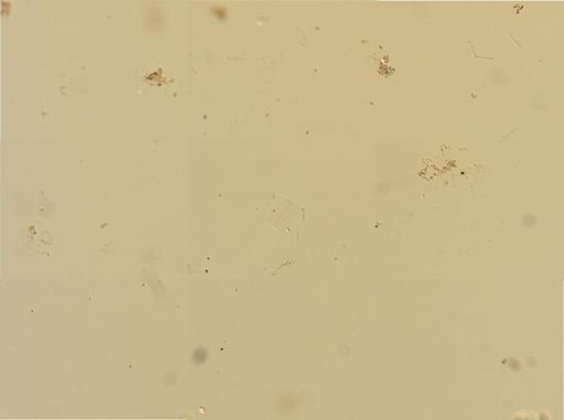 Bacillariophyceae