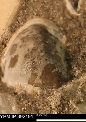 Protocardia sp.