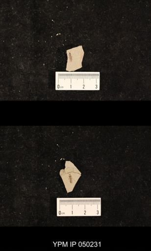 undet. Hexapoda