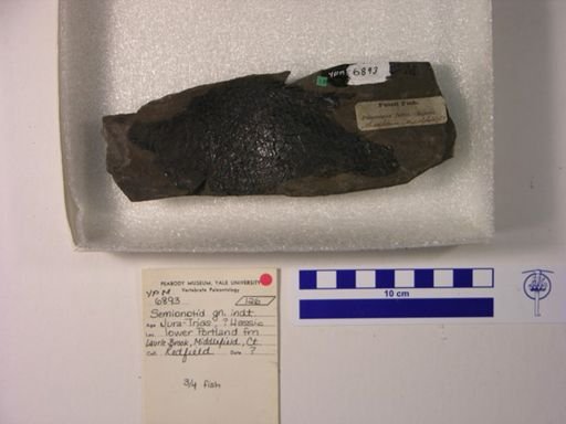 Semionotidae