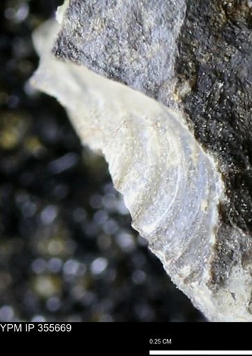 undet. Mollusca