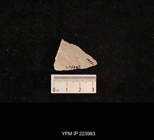 undet. Hexapoda