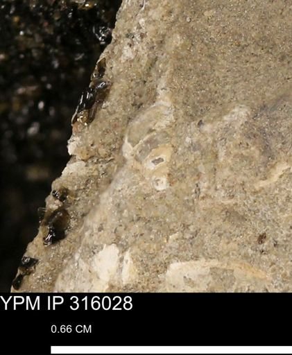 undet. Gastropoda