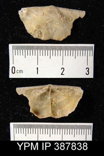 Dyoros sp.