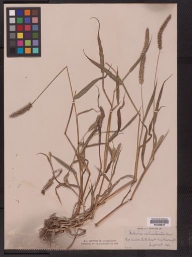 Setaria verticillata