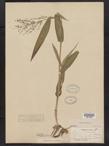 Panicum clandestinum
