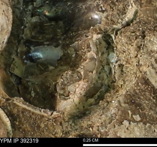 undet. Gastropoda