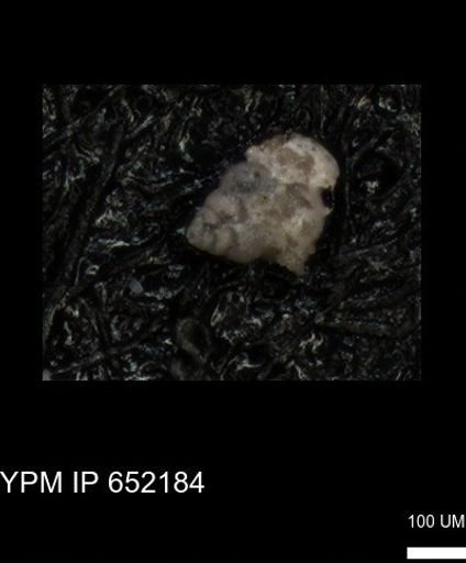 undet. Heterohelicidae