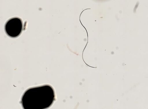 Derocheilocaris typica