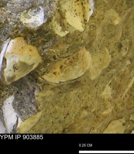 Corbulamella?