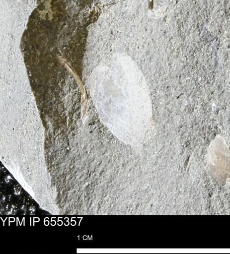 undet. Bivalvia