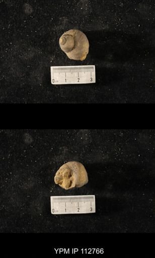 Cyclonema sp.
