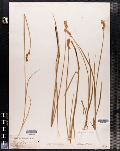 Carex tenera