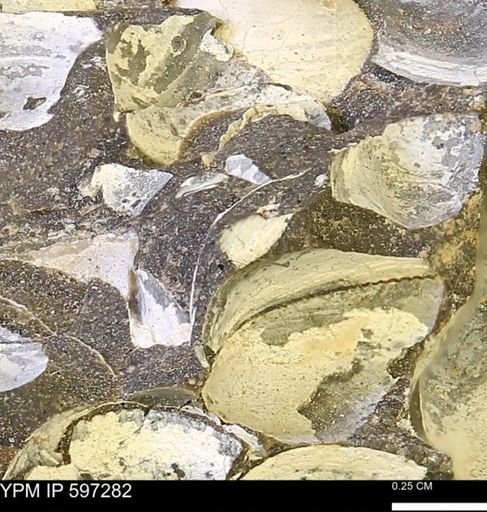 Limopsis striatopunctatus