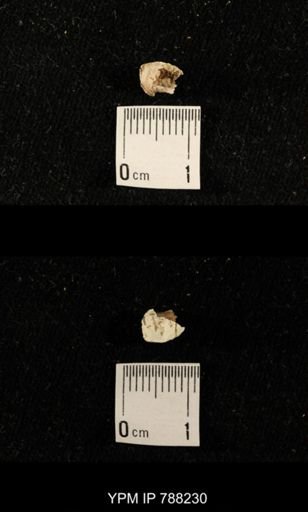 undet. Crinoidea