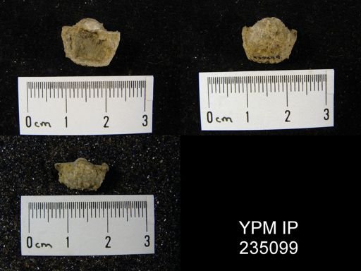 Marginifera hystricula
