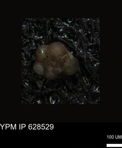 undet. Foraminiferida