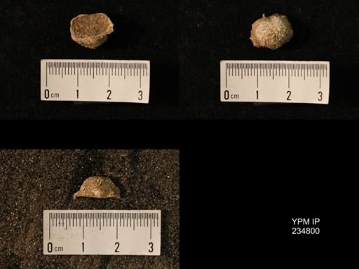Marginifera wabashensis var. armata