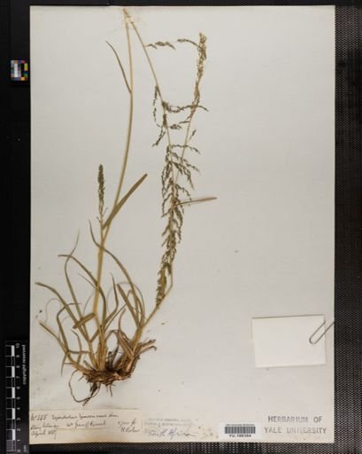 Plantae