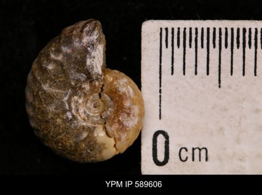 Hoploscaphites comprimus