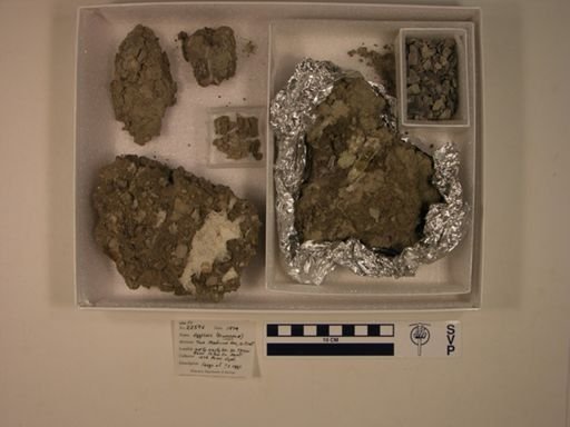 Dinosauria