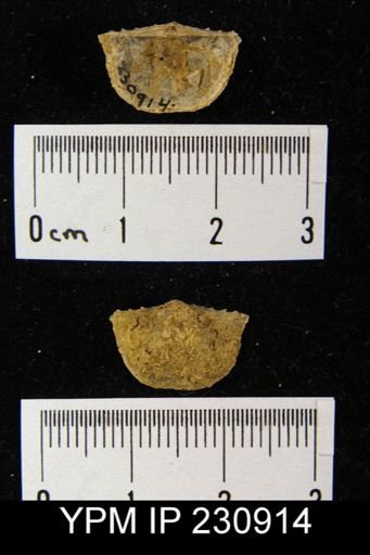 Chonetes granulifer armatus
