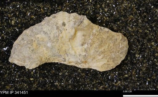 Scaphites sp.
