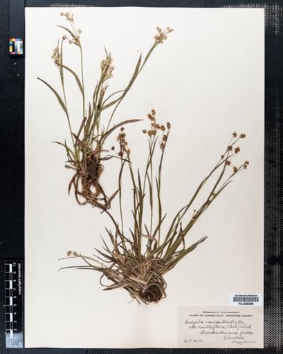 Luzula campestris