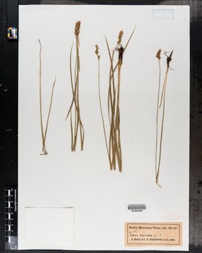 Carex spicata