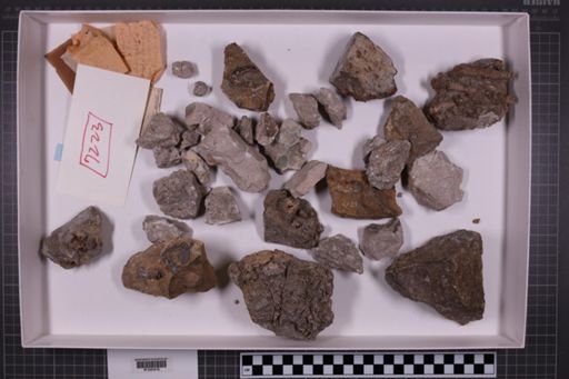 mixed taxa, stratigraphic collection
