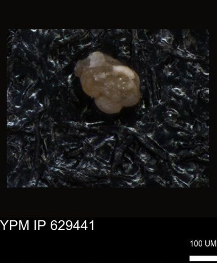undet. Foraminiferida
