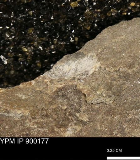 undet. Mollusca