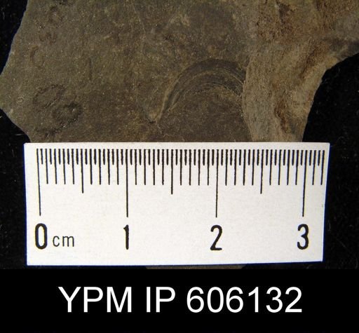 Orbiculoidea sp.