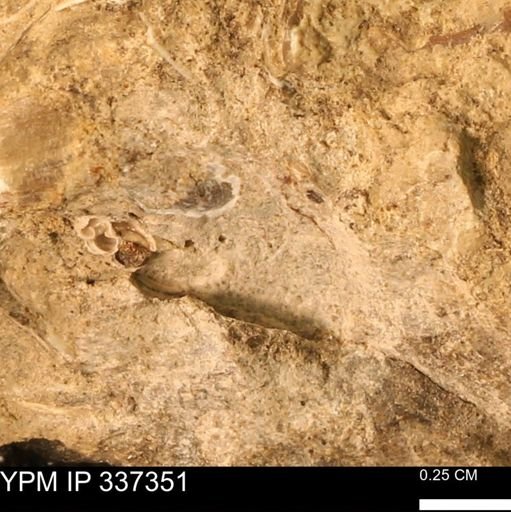 undet. Mollusca
