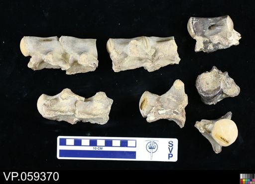 undet. Mosasauridae