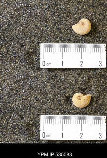 Scaphites cf. hippocrepis