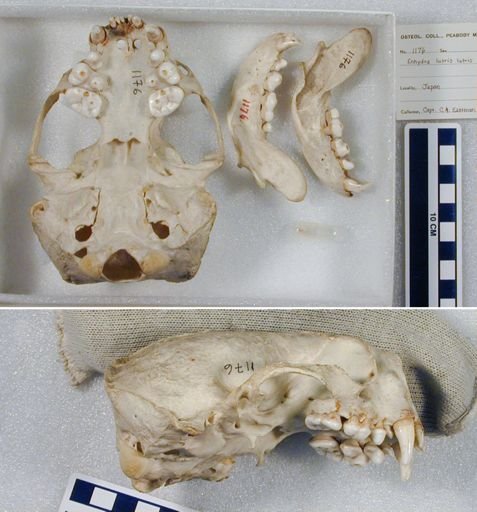 Enhydra lutris