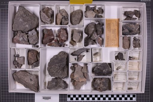 mixed taxa, stratigraphic collection