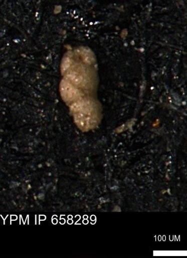 Verneuilinoides kansasensis