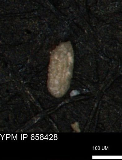 Miliammina ischnia