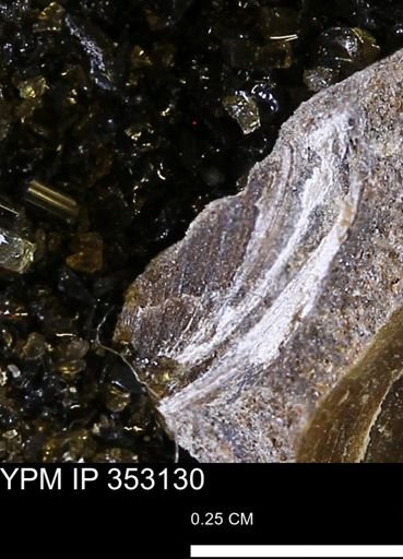 Limopsis striatopunctatus