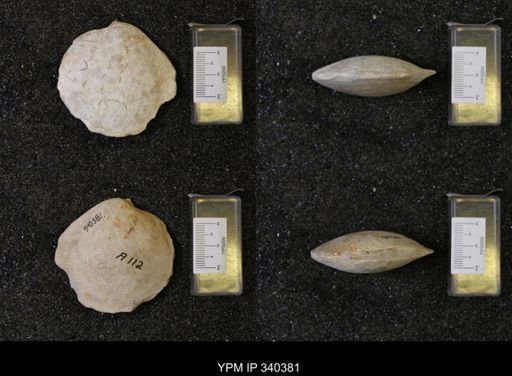 Cyprimeria crassa