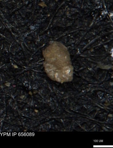 Ammobaculoides whitneyi