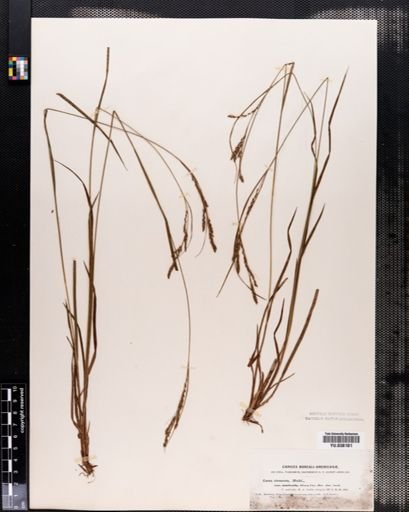 Carex aestivalis