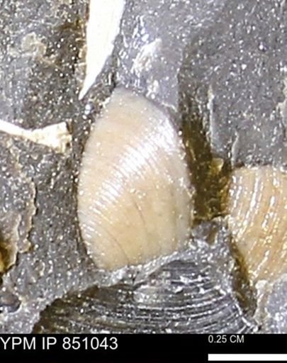 Limopsis striatopunctatus