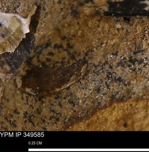 undet. Bivalvia