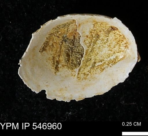 Crepidula fornicata