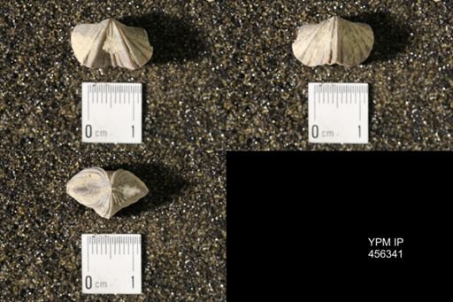 Platystrophia biforata