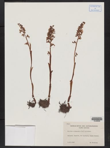 Neottia nidus-avis