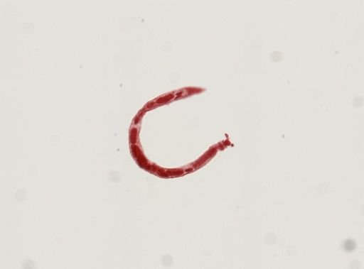Digenea